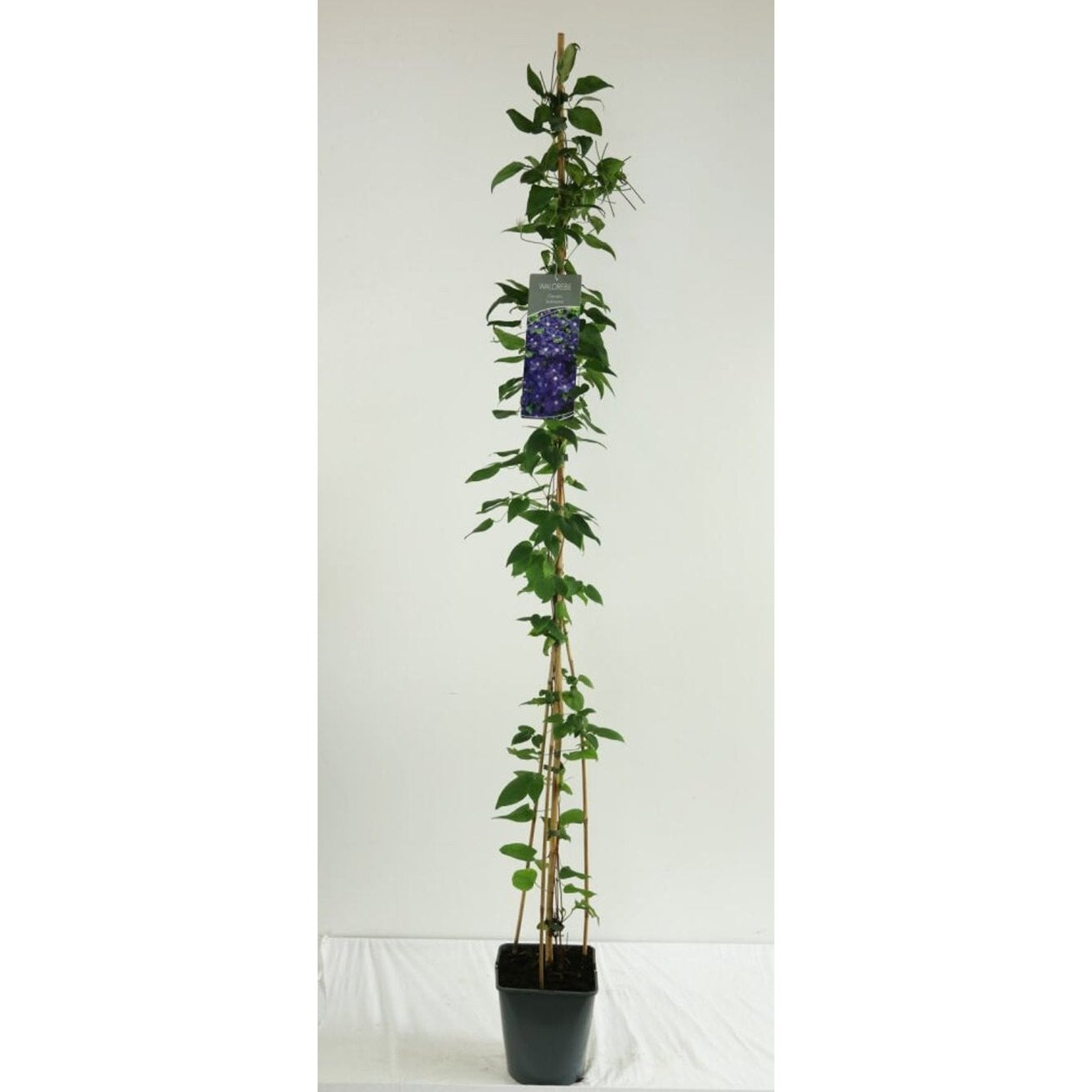 Klematis – Clematis 'Jackmanii' - C5 125-175 CM Stick